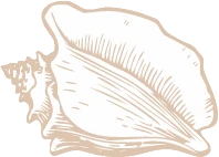 A detailed, artistic illustration of a conch shell, showcasing its natural curves and textures.