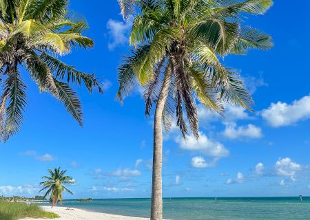 A sunny beach with palm trees, white sand, and a clear blue sky meeting the ocean.